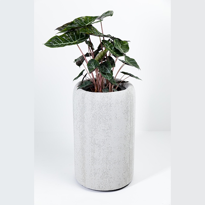 BuzziPlanter 45