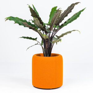 BuzziPlanter 45